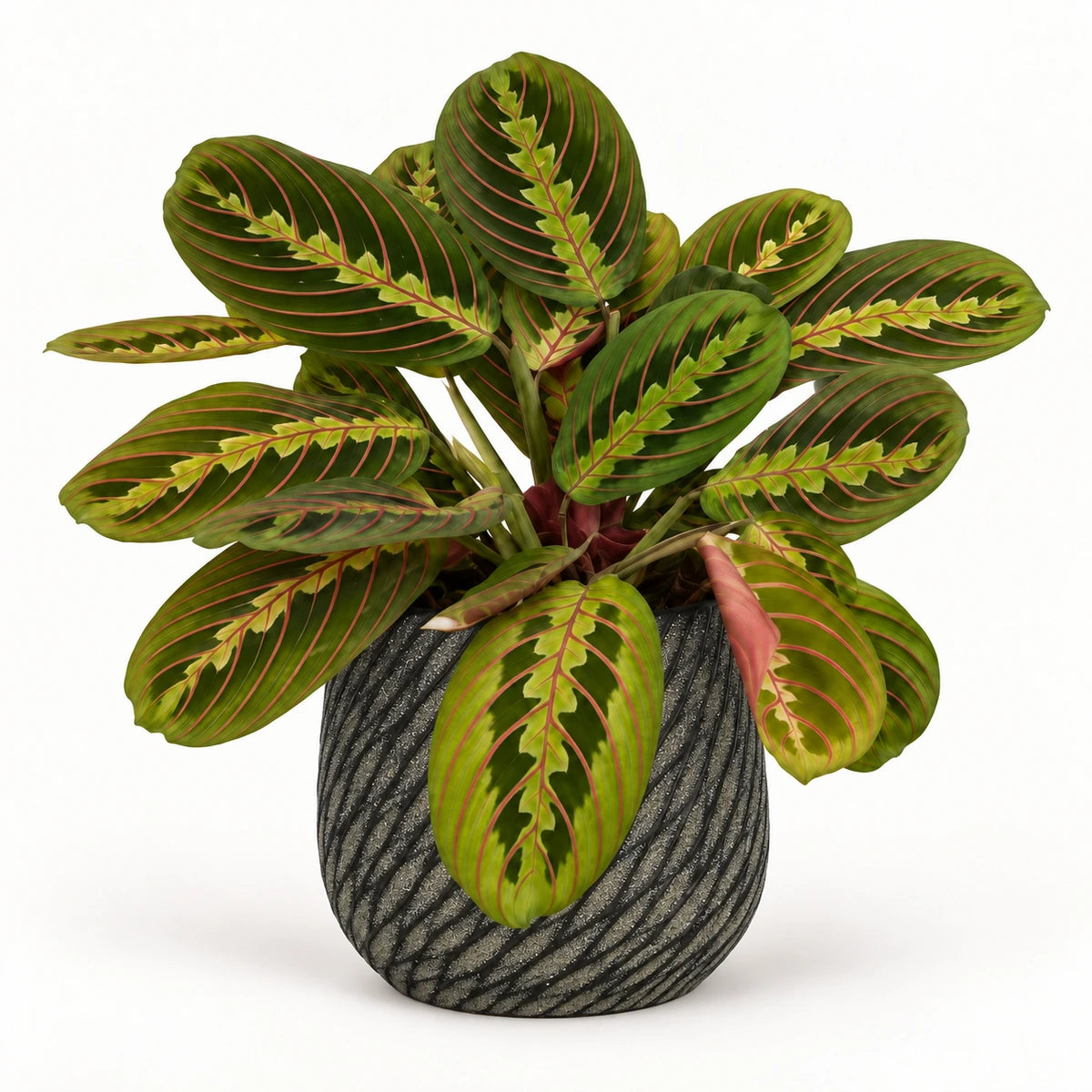 Maranta fascinator 12cm + Elio anthracite 12.5cm