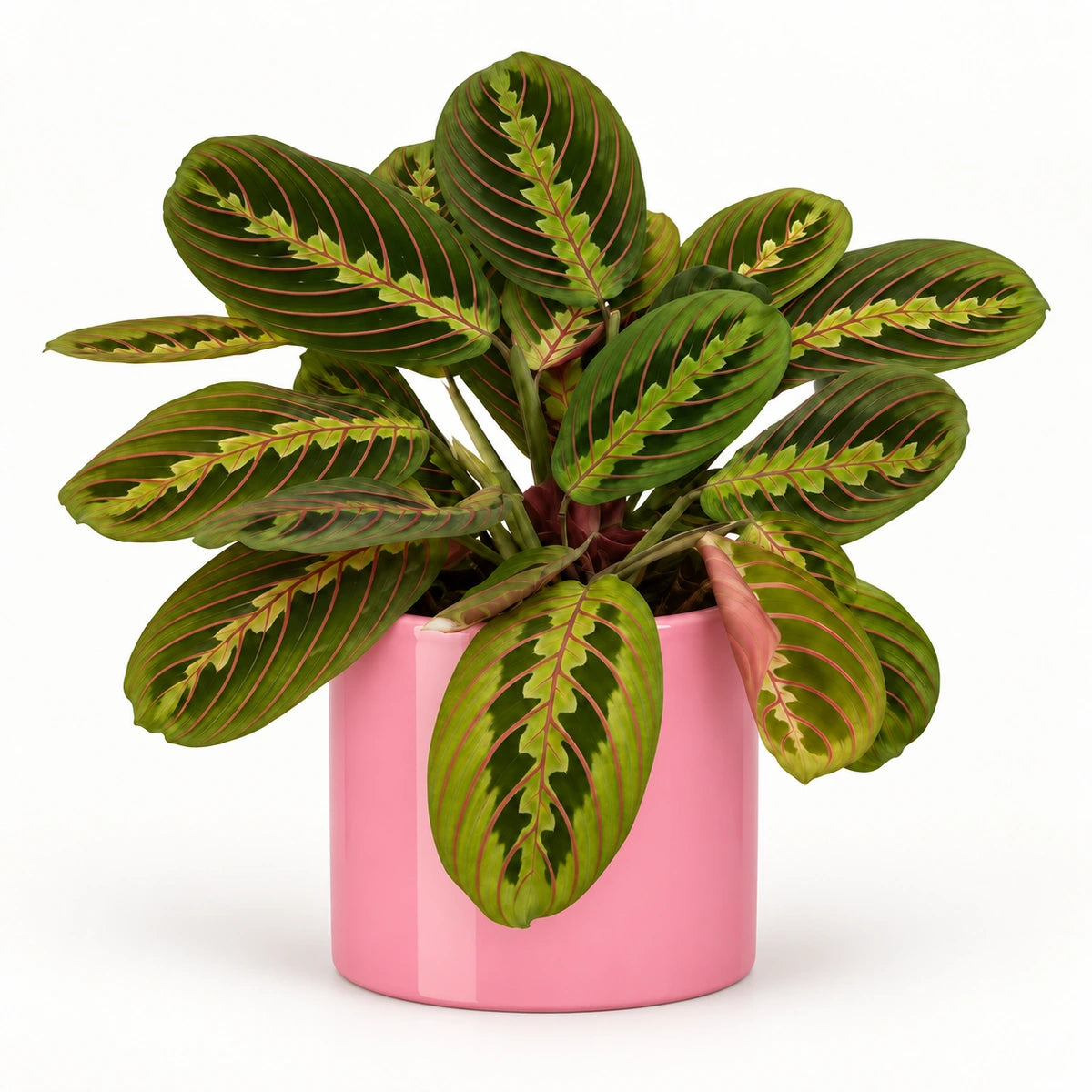 Maranta fascinator 12cm + Era pink 12cm