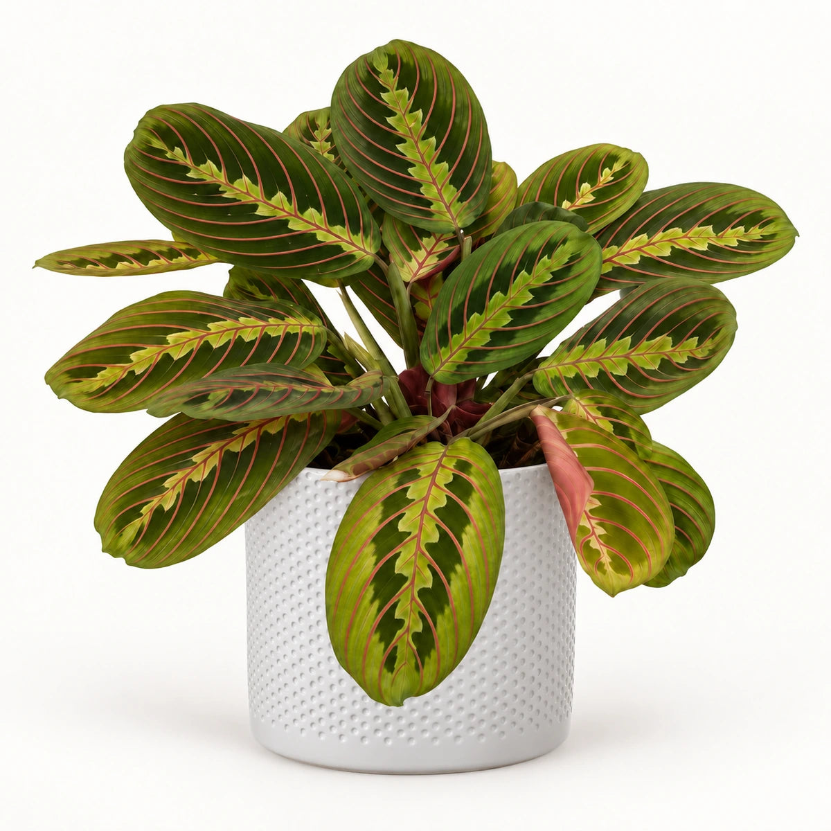 Maranta fascinator 12cm + Era white relief 14cm