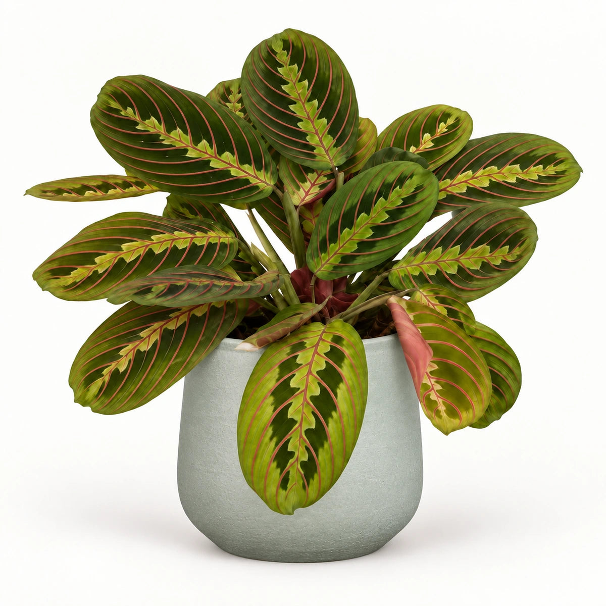 Maranta fascinator 12cm + Sevilla grey 12.5cm
