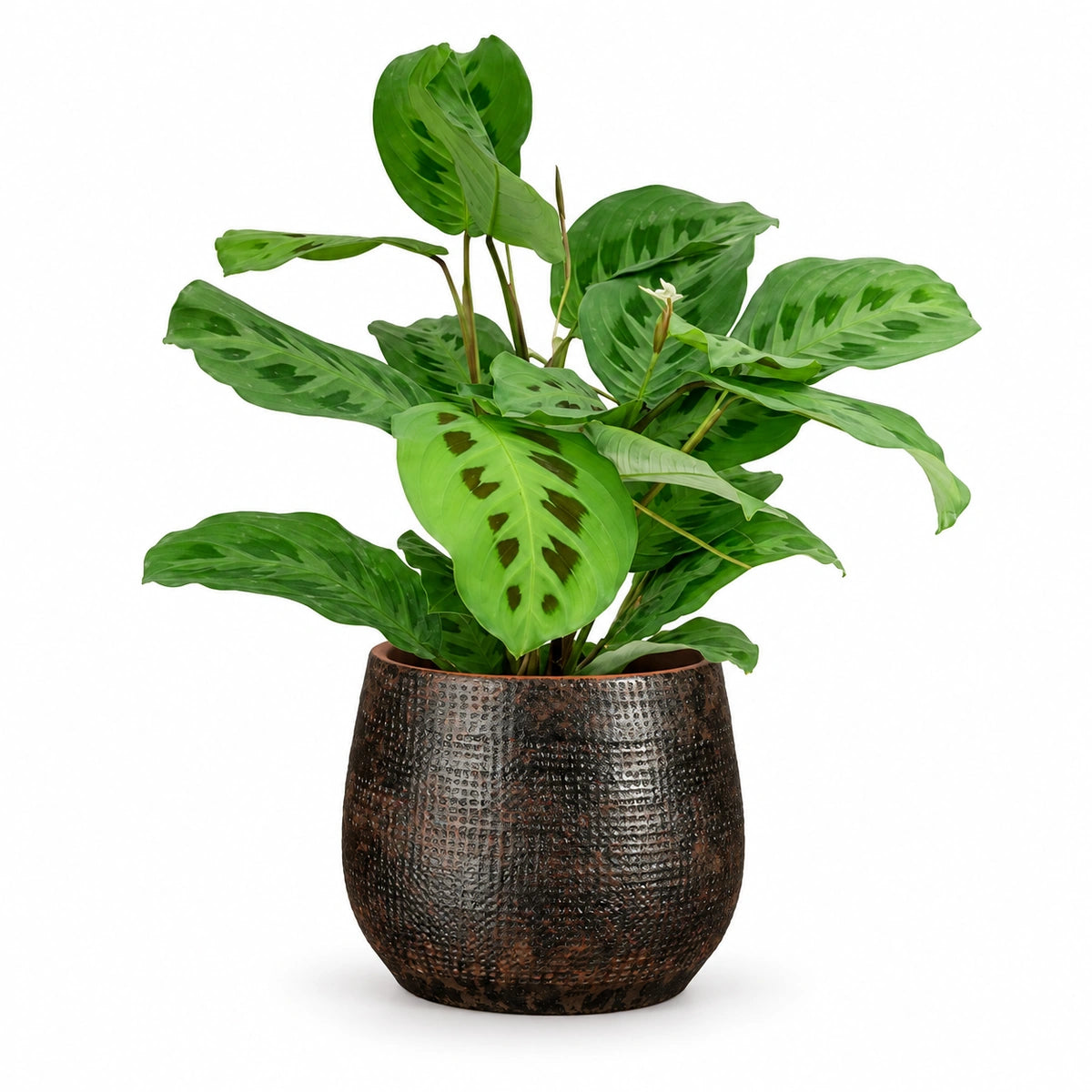 Maranta 'kerchoveana' 12cm + Enrique brown 13cm (1157584)