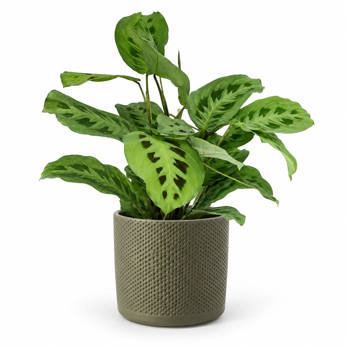 Maranta 'kerchoveana' 12cm + Era green relief 14cm (1051633)