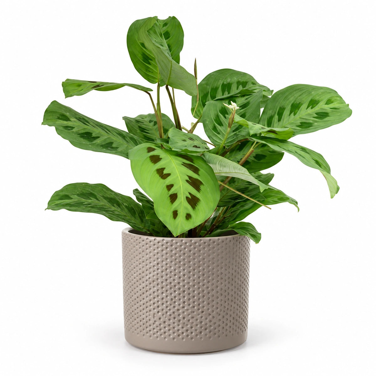 Maranta 'kerchoveana' 12cm + Era taupe relief 14cm (1051628)