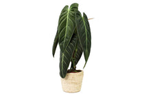
                  
                    Philodendron melanochrysum
                  
                