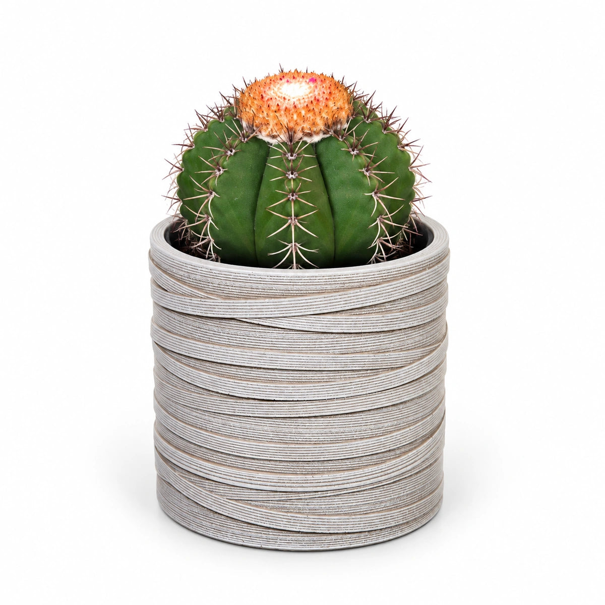 Melocactus matanzanus 10.5cm + Capi cylinder loop ivory 12cm (BLPI211)