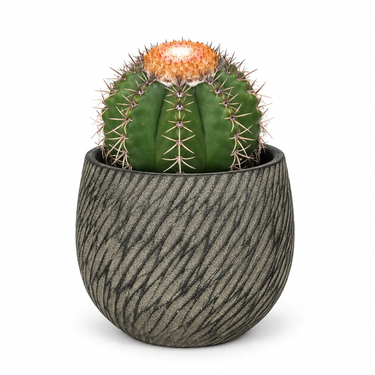 Melocactus matanzanus 10.5cm + Elio anthracite 11cm (1163961)