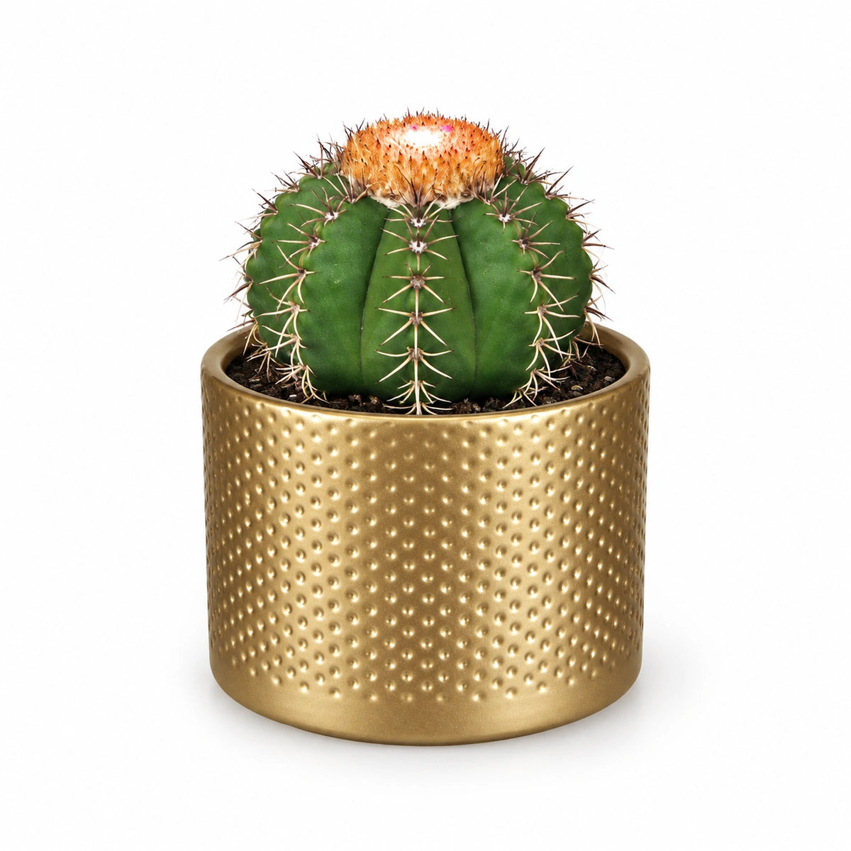 Melocactus matanzanus 10.5cm + Era gold relief 10.5cm (1059866)