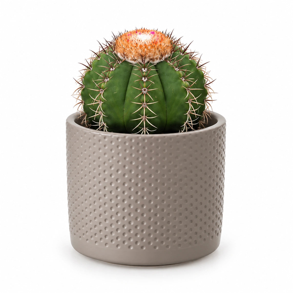 Melocactus matanzanus 10.5cm + Era taupe relief 10.5cm (1051626)