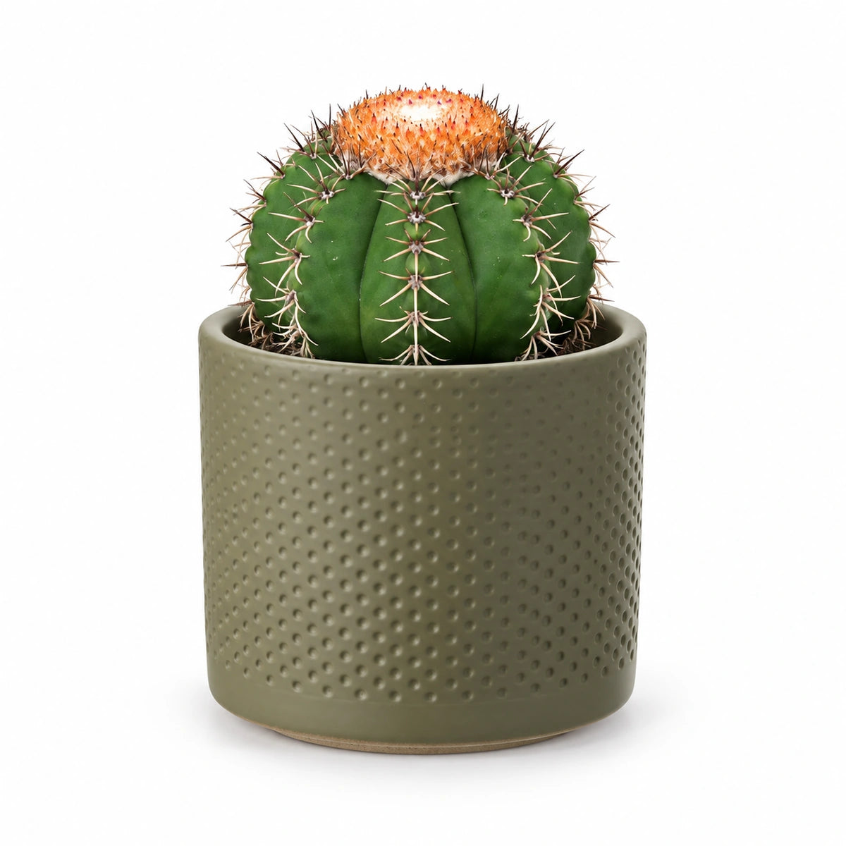 Melocactus matanzanus 10.5cm + Era green relief 10.5cm (1051631)