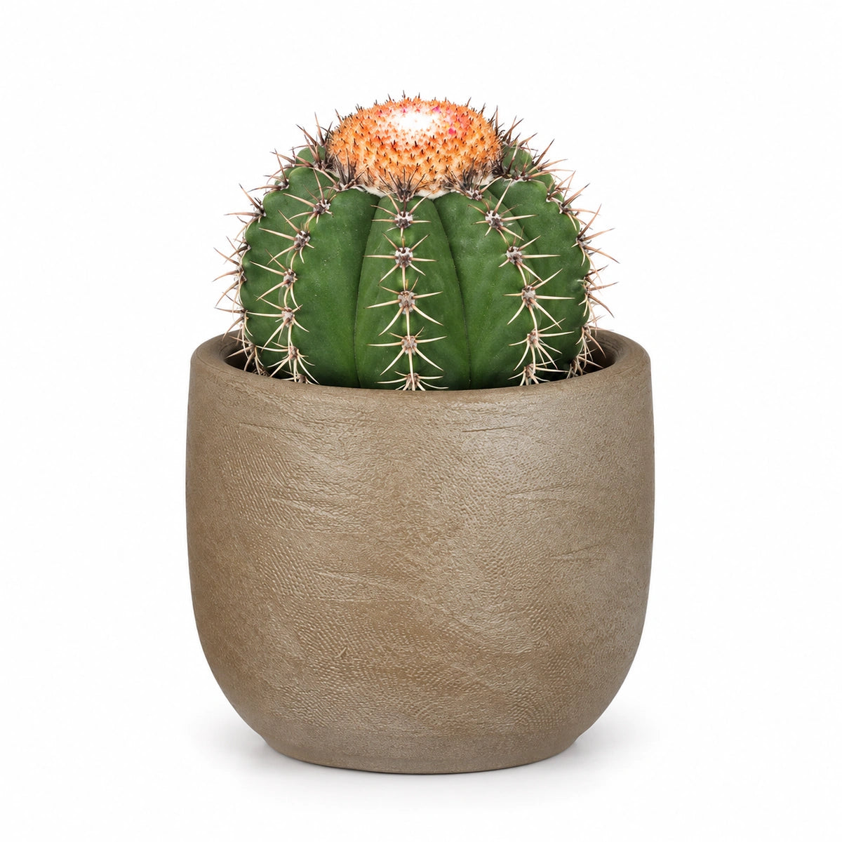 Melocactus matanzanus 10.5cm + Nora taupe 11cm (1074611)