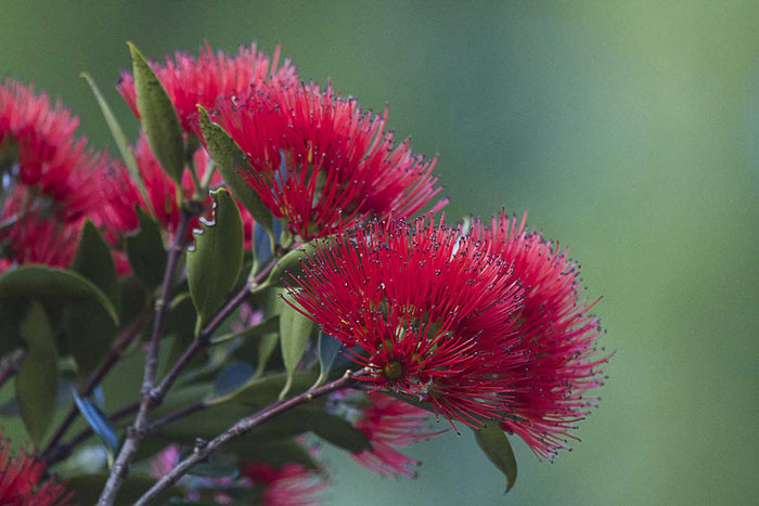 Metrosideros excelsa 3lt - Μετροσίδηρος άνθος