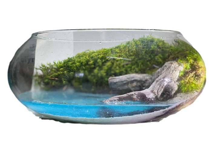 Calm® Terrarium