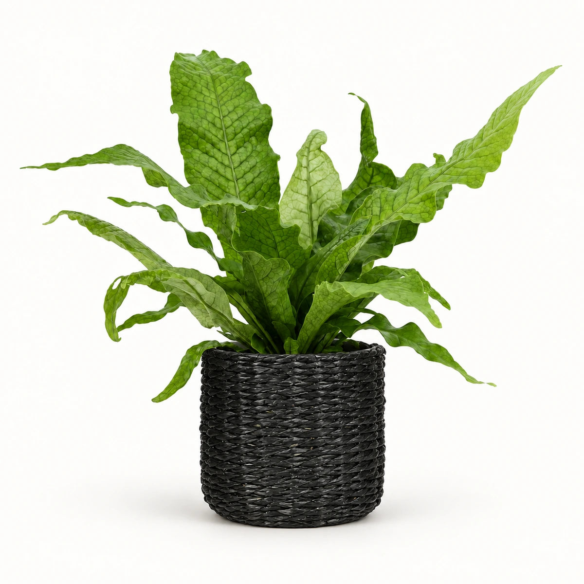 Microsorum 'Crocodyllus' 12cm + Alexis black 13cm (1102736)