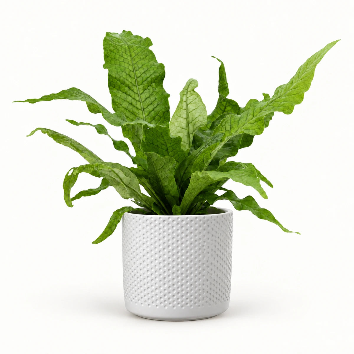 Microsorum 'Crocodyllus' 12cm + Era white relief 14cm (1051623)