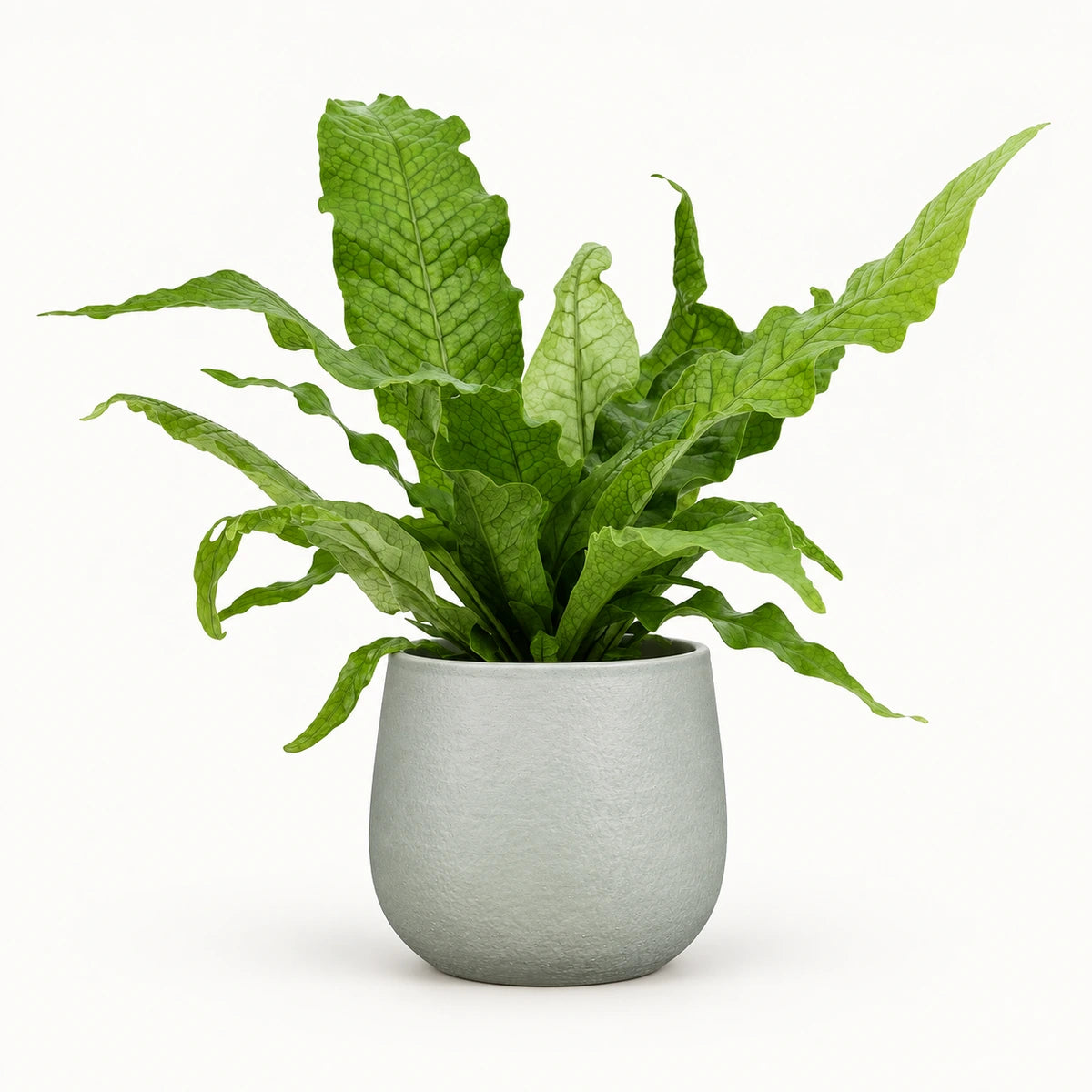 Microsorum 'Crocodyllus' 12cm + Sevilla grey 12.5cm (1175801)