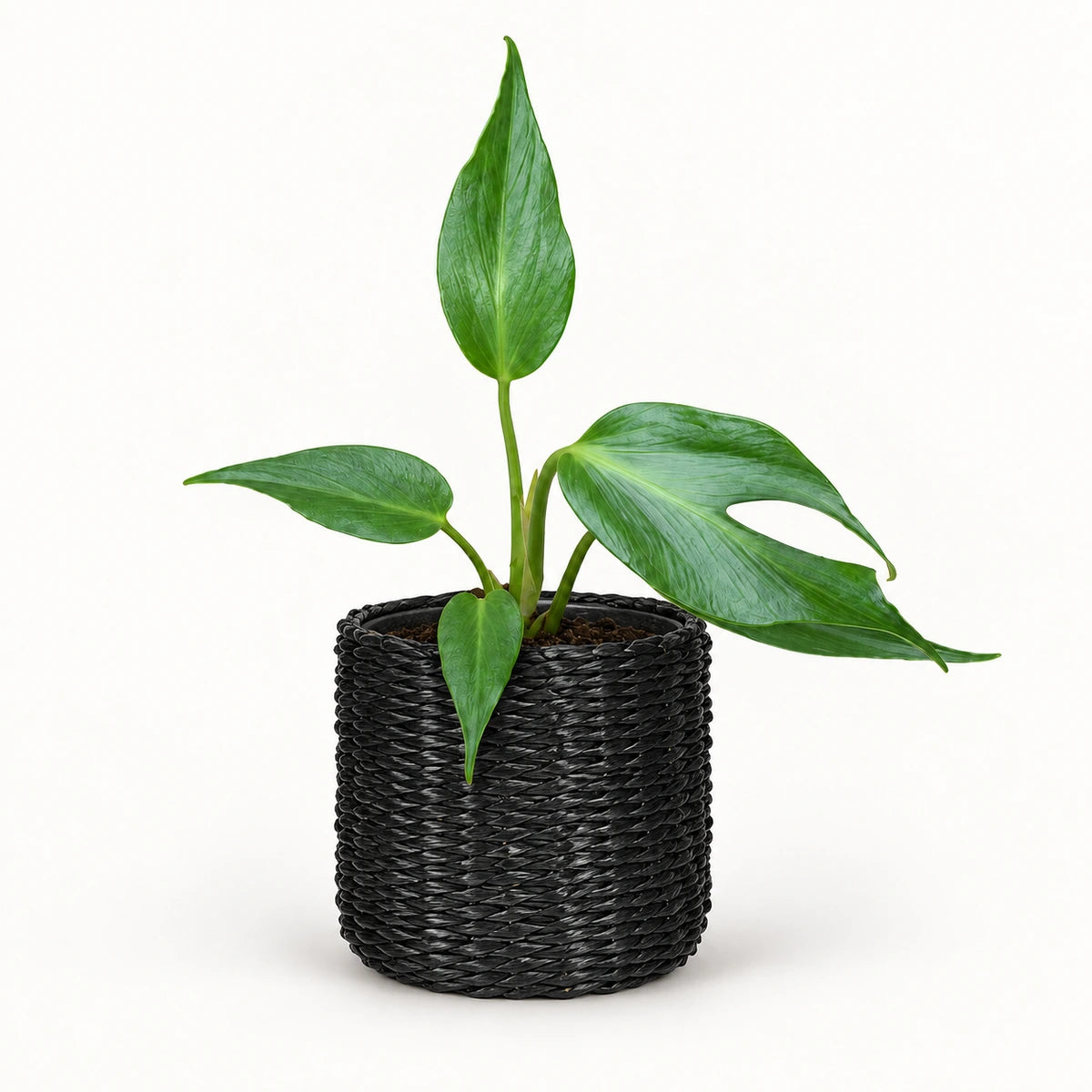 Monstera 'Burle Marx Flame' 12cm + Alexis black 13cm (1102736)