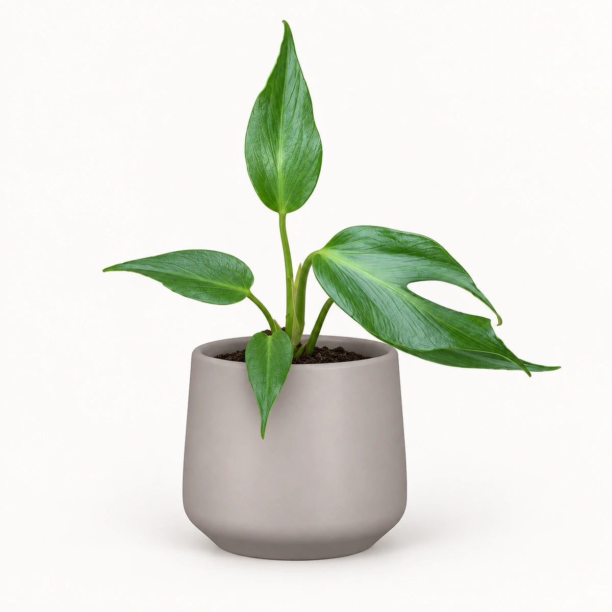 Monstera 'Burle Marx Flame' 12cm + Amber taupe matt 13cm (1097322)