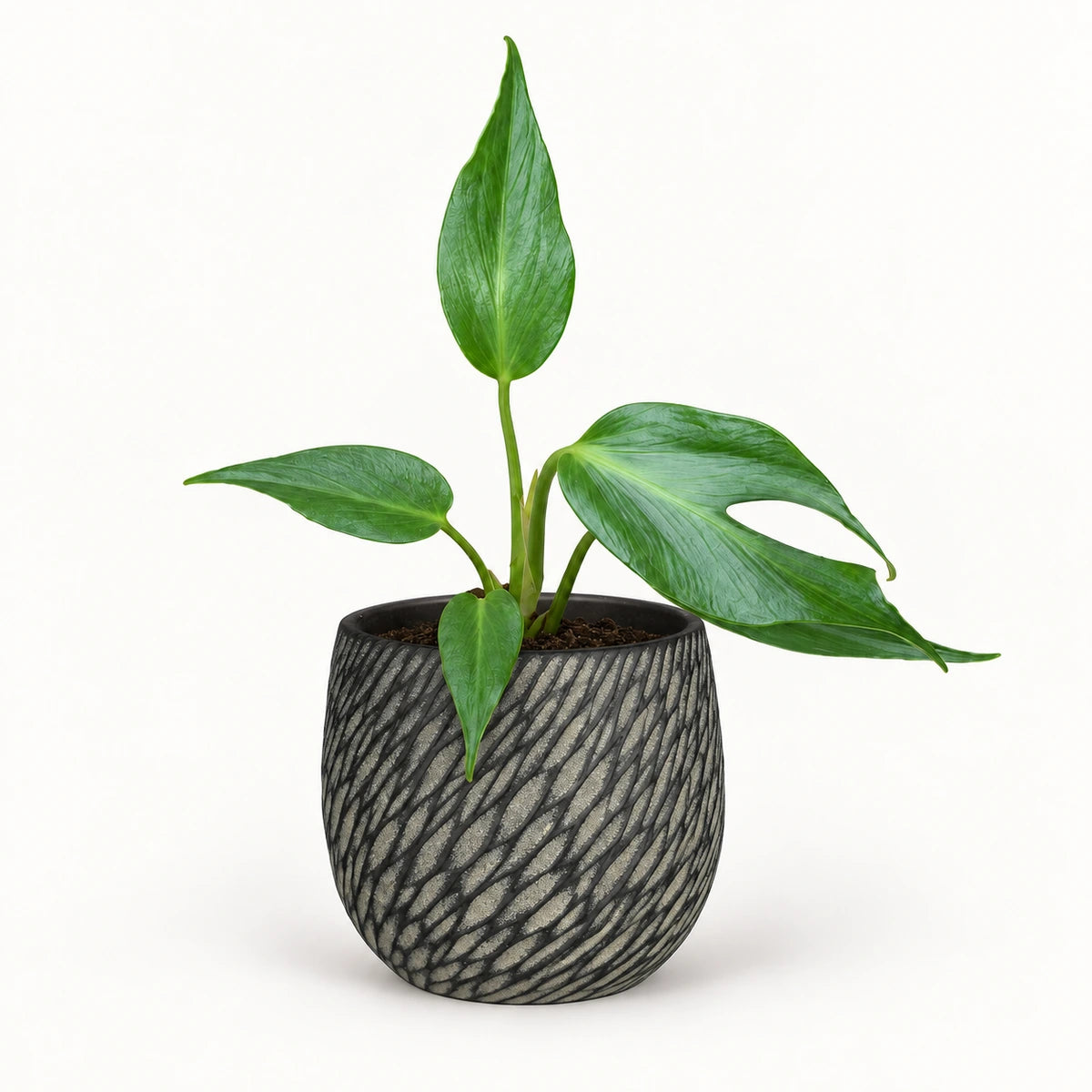 Monstera 'Burle Marx Flame' 12cm + Elio anthracite 12.5cm (1163962)