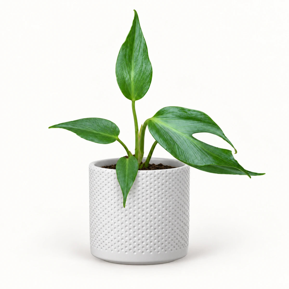 Monstera 'Burle Marx Flame' 12cm + Era white relief 14cm (1051623)