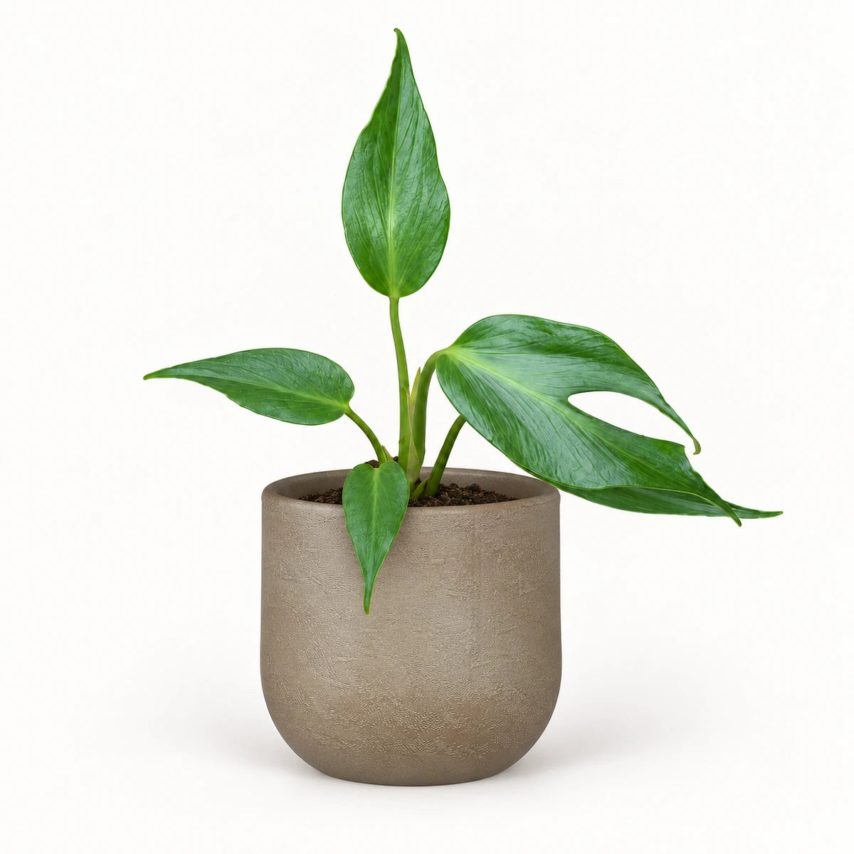 Monstera 'Burle Marx Flame' 12cm + Nora taupe 14cm (1074613)
