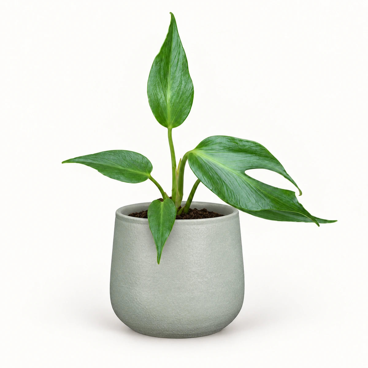 Monstera 'Burle Marx Flame' 12cm + Sevilla grey 12.5cm (1175801)
