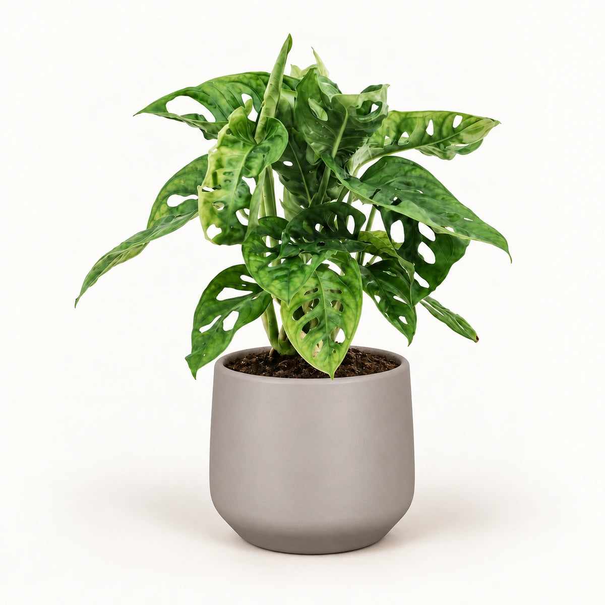 Monstera 'monkey leaf' 12cm + Amber taupe matt 13cm (1097322)