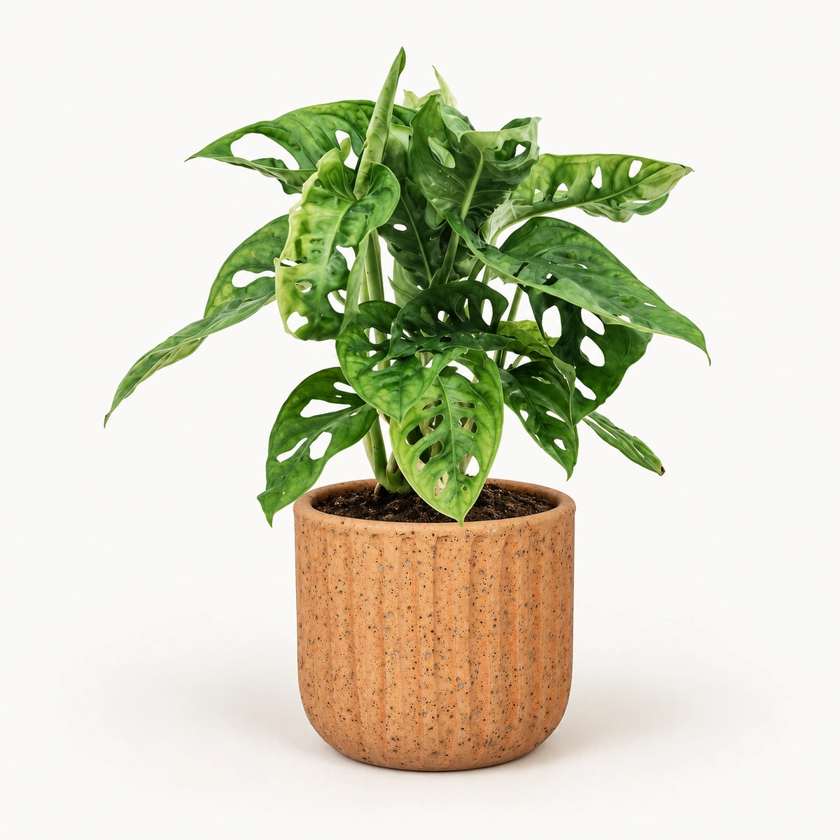 Monstera 'monkey leaf' 12cm + Dante l. brown 14cm