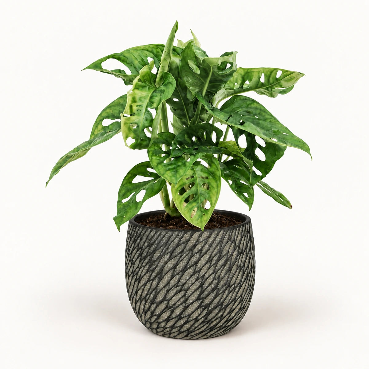 Monstera 'monkey leaf' 12cm + Elio anthracite 12.5cm (1163962)