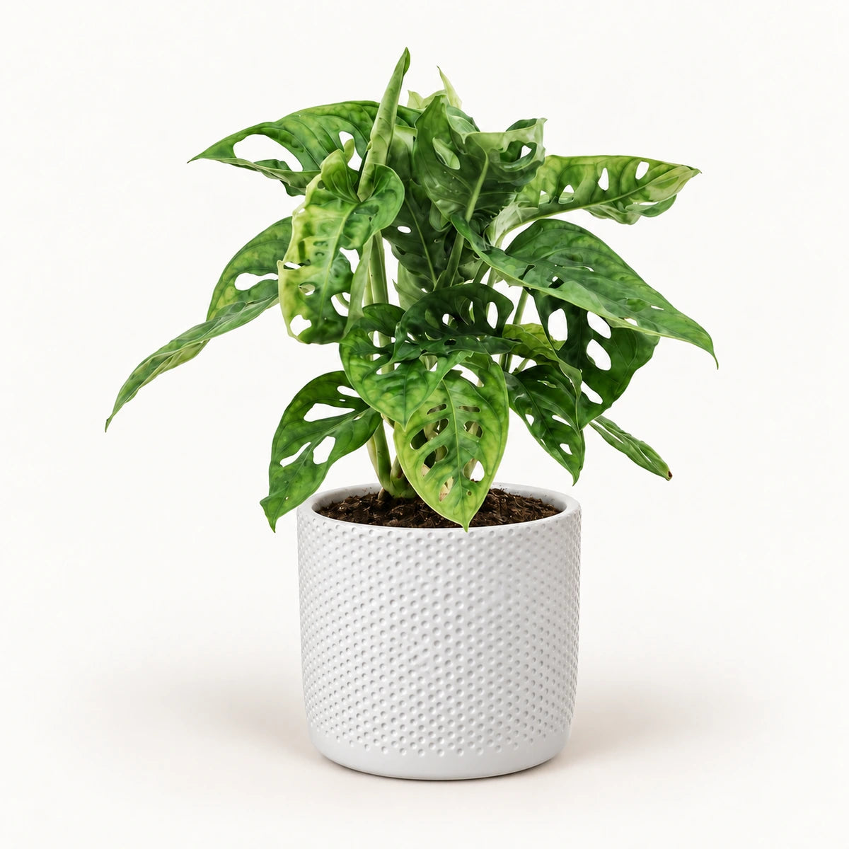 Monstera 'monkey leaf' 12cm + Era white relief 14cm (1051623)