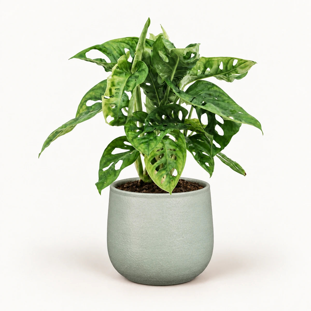 Monstera 'monkey leaf' 12cm + Sevilla grey 12.5cm (1175801)