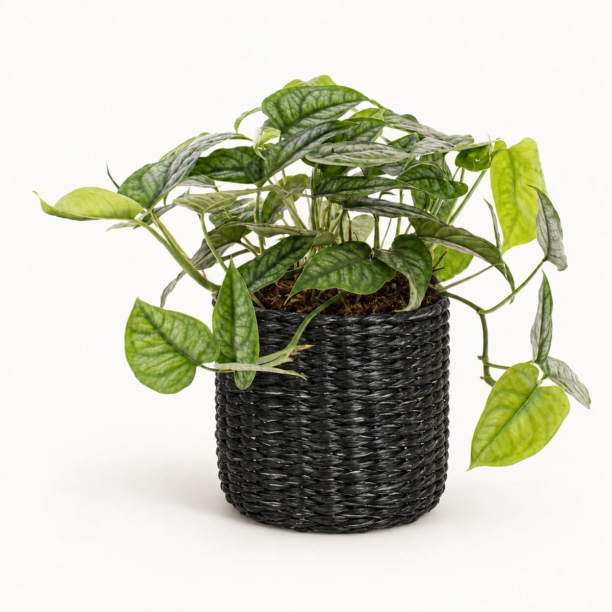 Monstera siltepecana 12cm + Alexis black 13cm (1102736) — 3