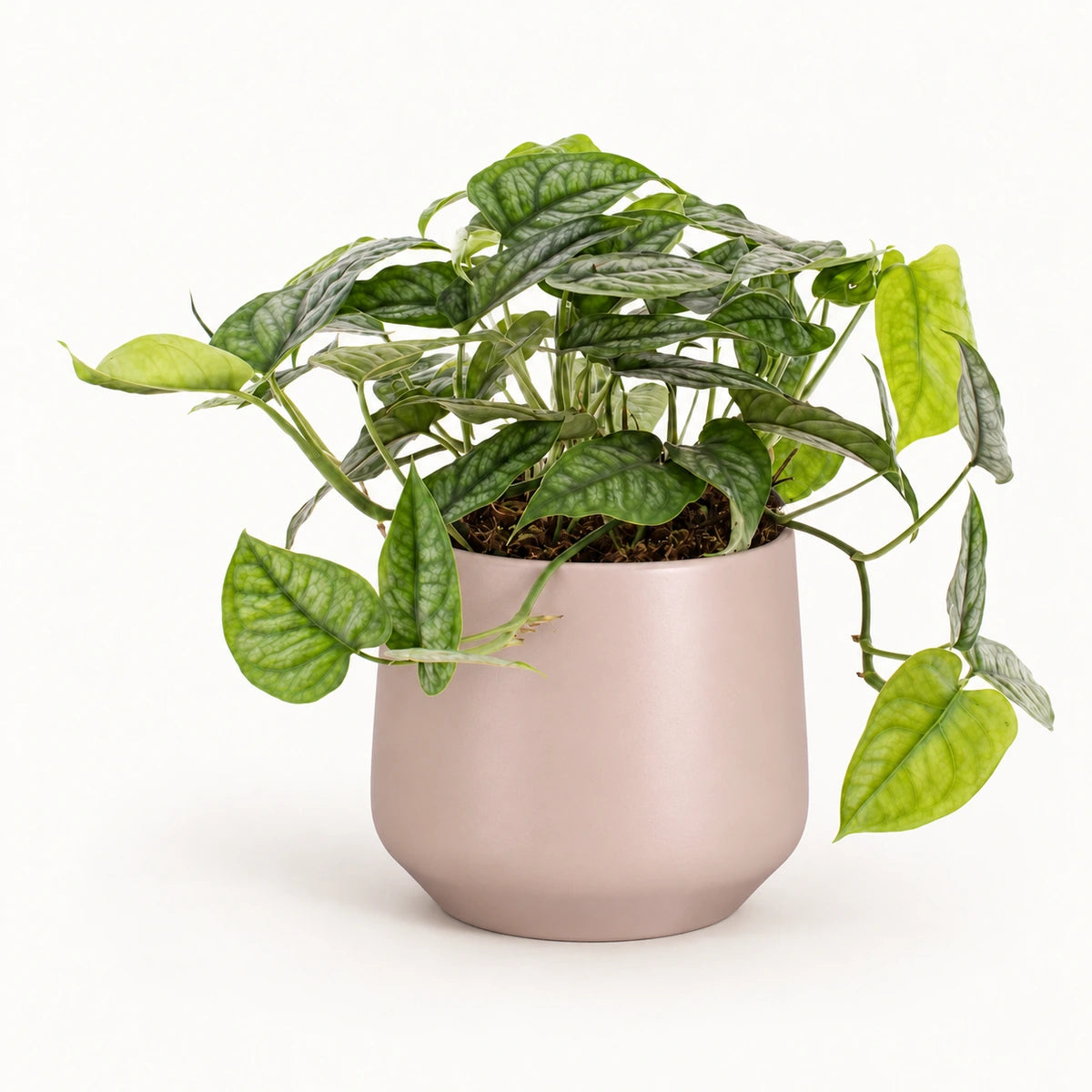 Monstera siltepecana 12cm + Amber l. pink matt 13cm (1097325)
