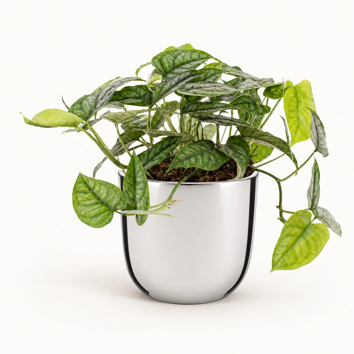 Monstera siltepecana 12cm + Chaz silver 13.5cm (116701)