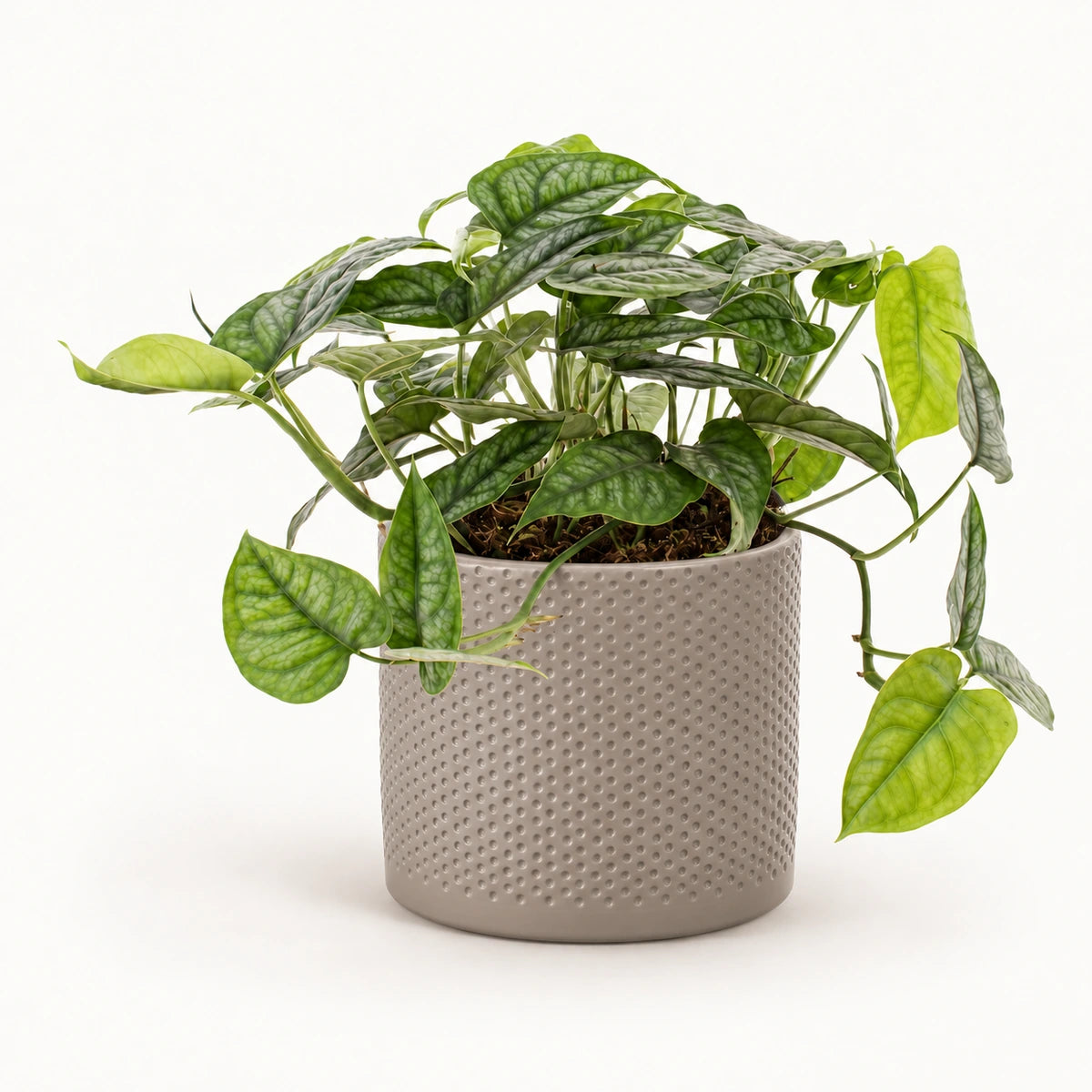 Monstera siltepecana 12cm + Era taupe relief 14cm (1051628)