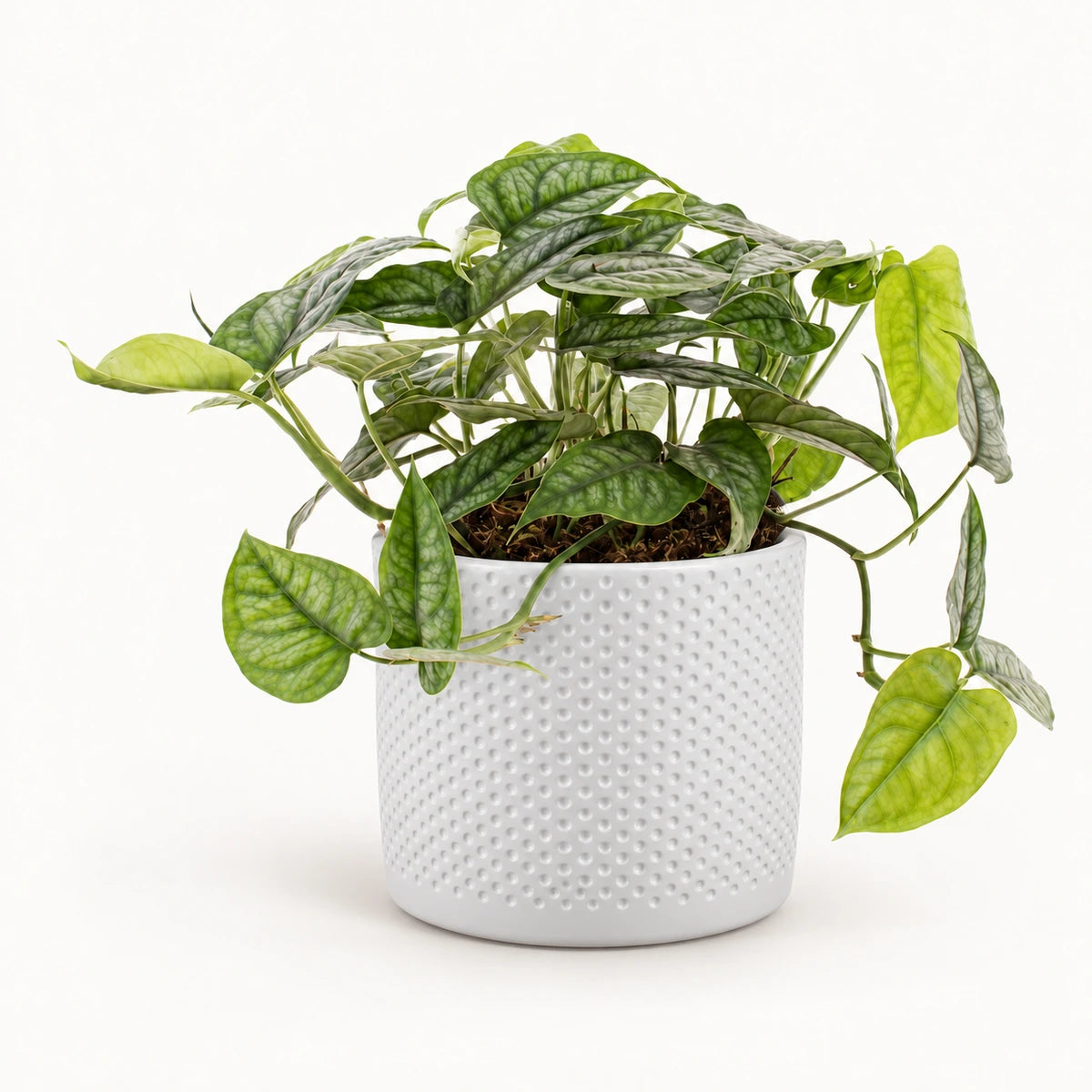 Monstera siltepecana 12cm + Era white relief 14cm (1051623)