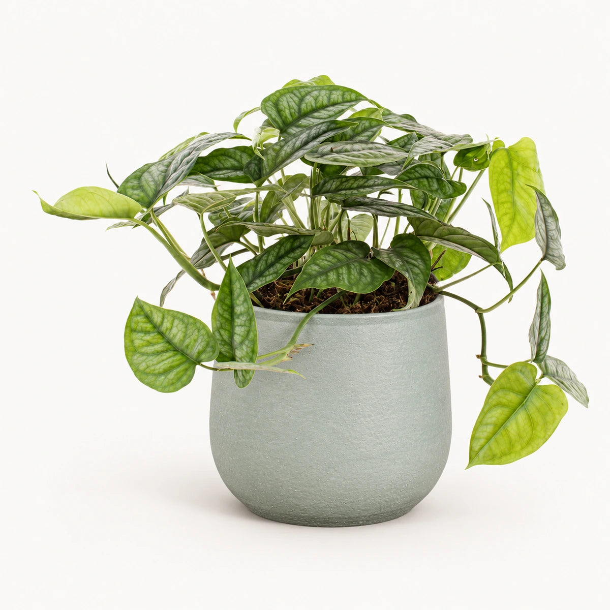 Monstera siltepecana 12cm + Sevilla grey 12.5cm (1175801)