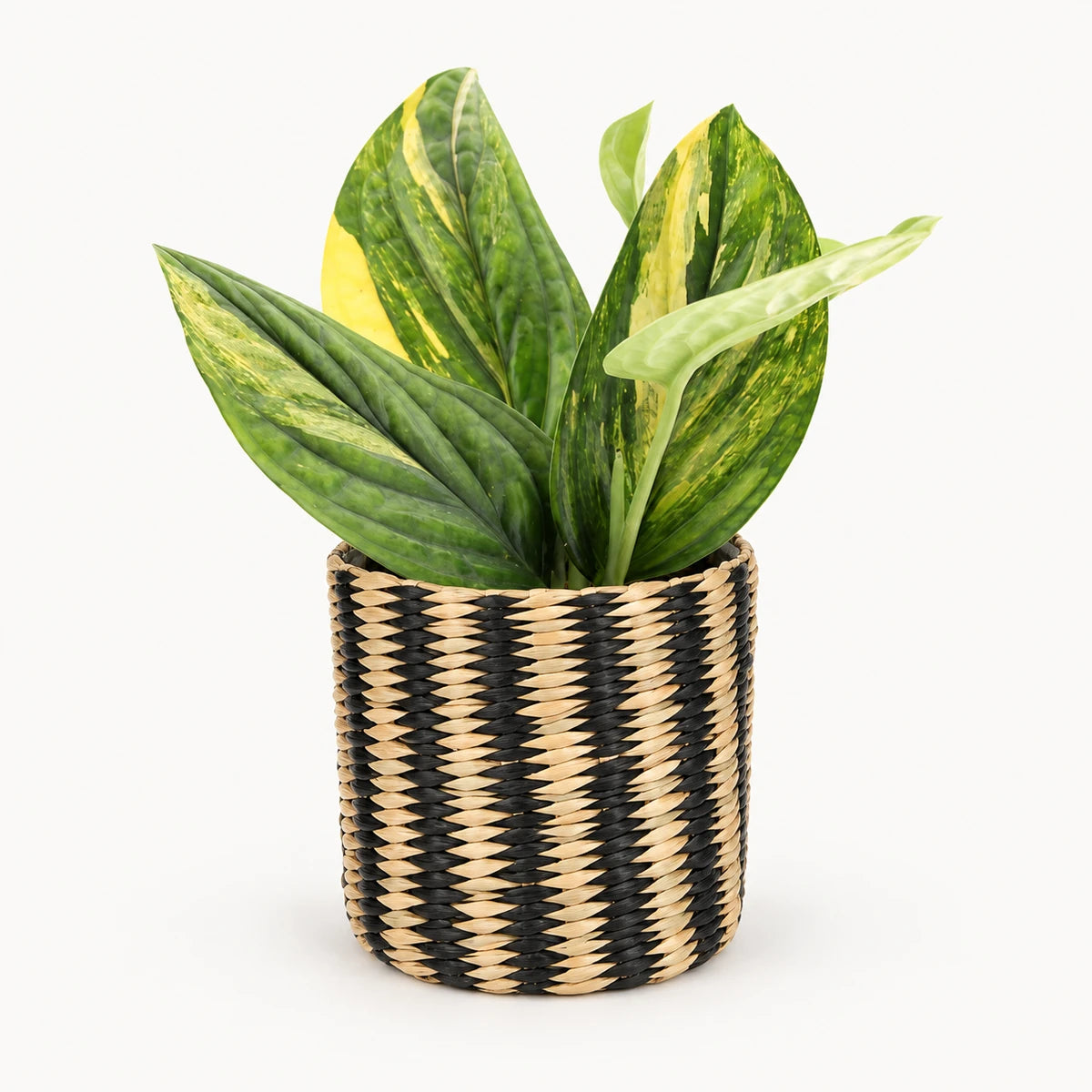 Monstera sp. ‘Peru’ variegated 12cm + Alexis black 13cm (1102736) — σχέδιο 2
