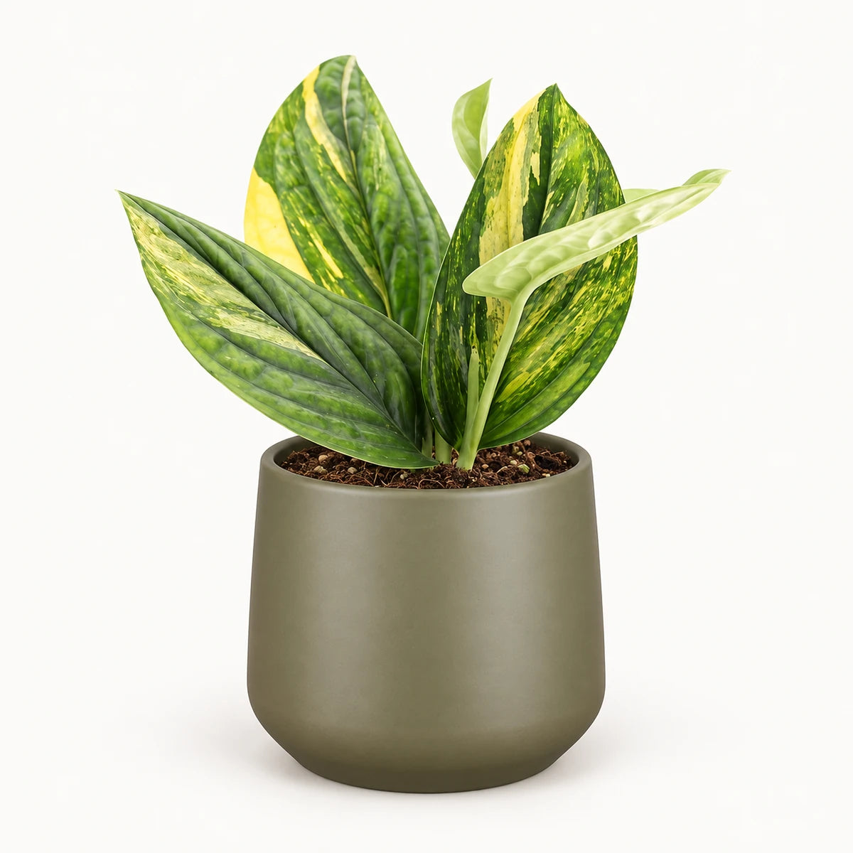 Monstera sp. ‘Peru’ variegated 12cm + Amber green matt 12cm (1087671)