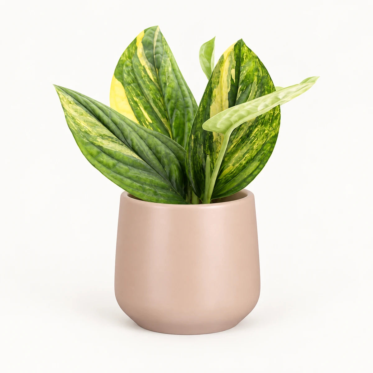 Monstera sp. ‘Peru’ variegated 12cm + Amber l. pink matt 11.5cm (1094377)