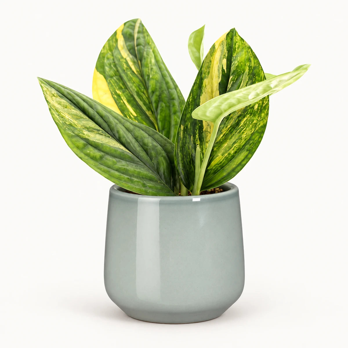 Monstera sp. ‘Peru’ variegated 12cm + Amber light grey 12cm (1167582)