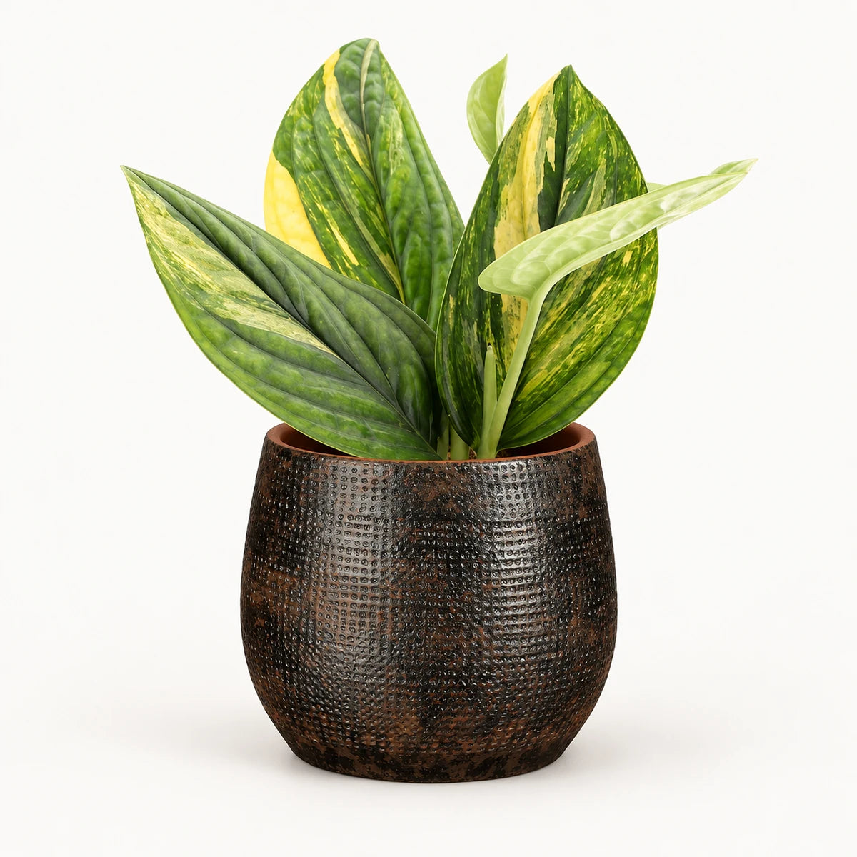 Monstera sp. ‘Peru’ variegated 12cm + Enrique brown 13cm (1157584)