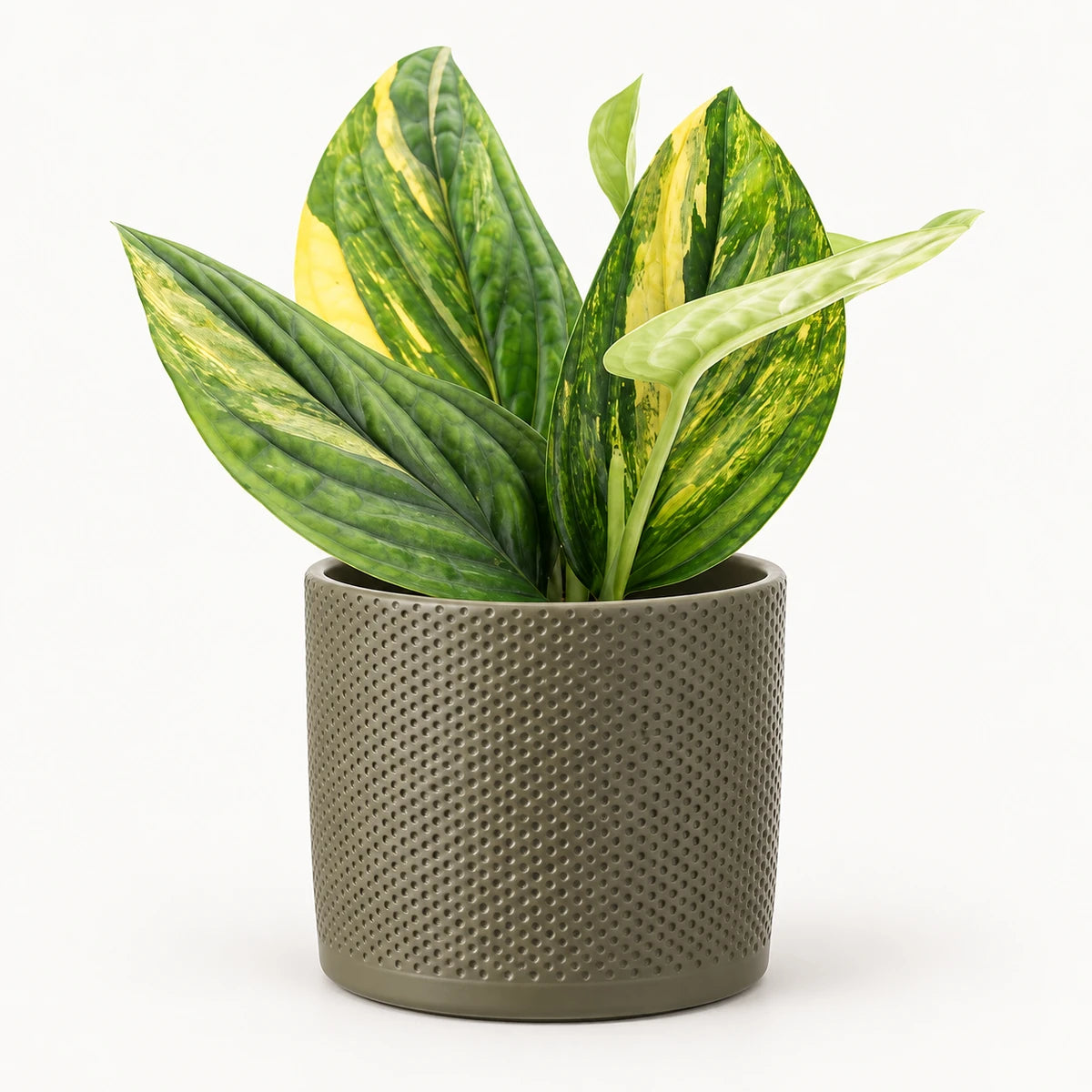 Monstera sp. ‘Peru’ variegated 12cm + Era green relief 14cm (1051633)