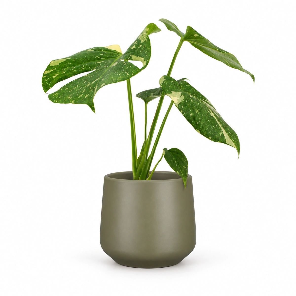 Monstera 'thai constellation' 12cm + Amber green matt 13cm (1097324)