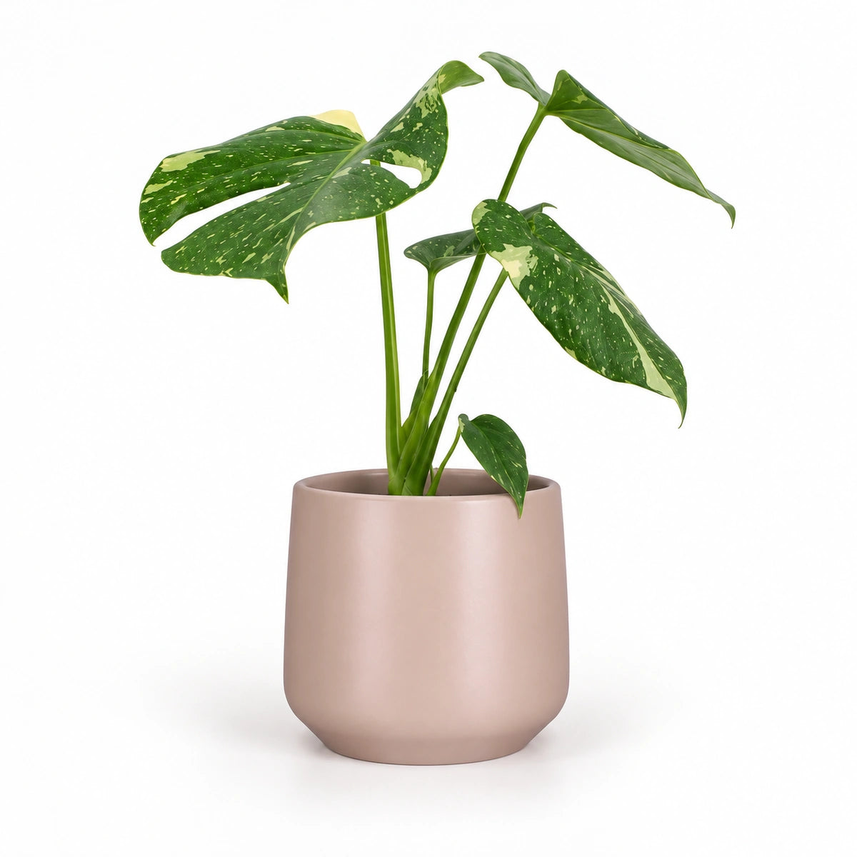Monstera 'thai constellation' 12cm + Amber l. pink matt 14.5cm (1094378)