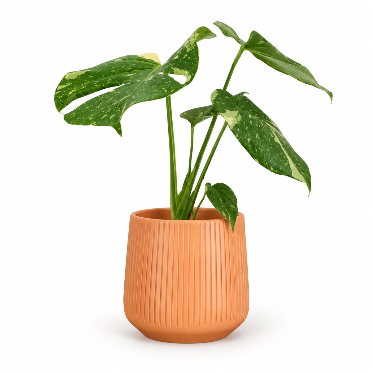Monstera 'thai constellation' 12cm + Amber orange vertical 13cm (1133678)