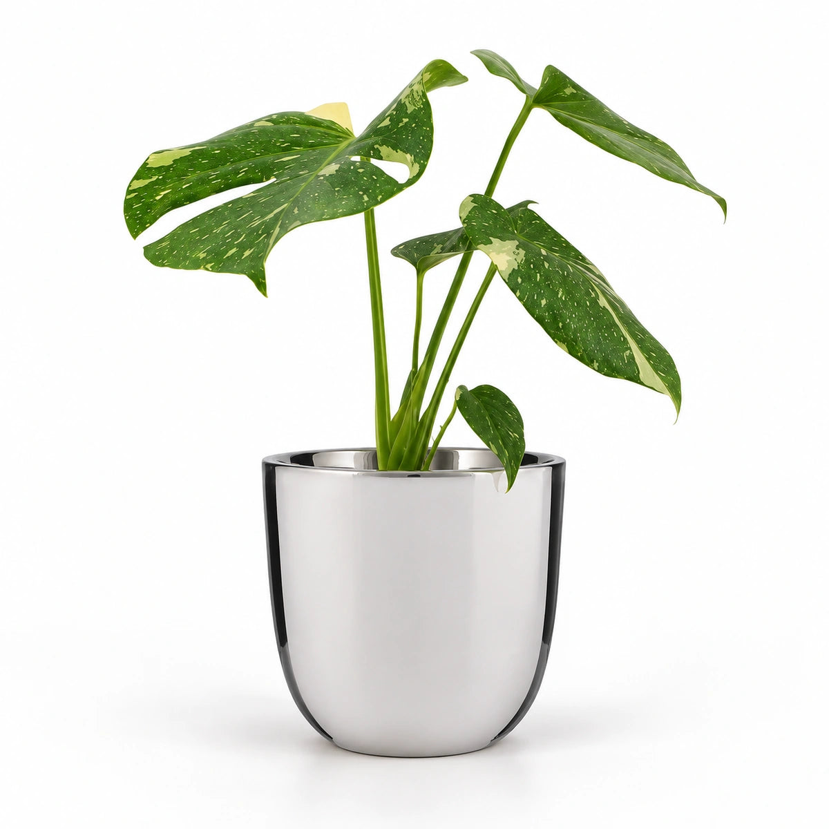 Monstera 'thai constellation' 12cm + Chaz silver 15.5cm (116702)