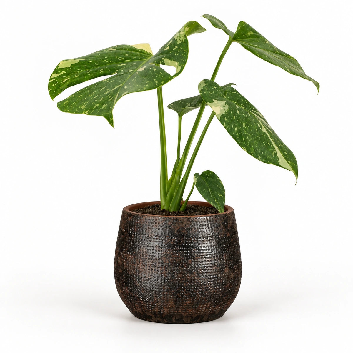 Monstera 'thai constellation' 12cm + Enrique brown 13cm (1157584)
