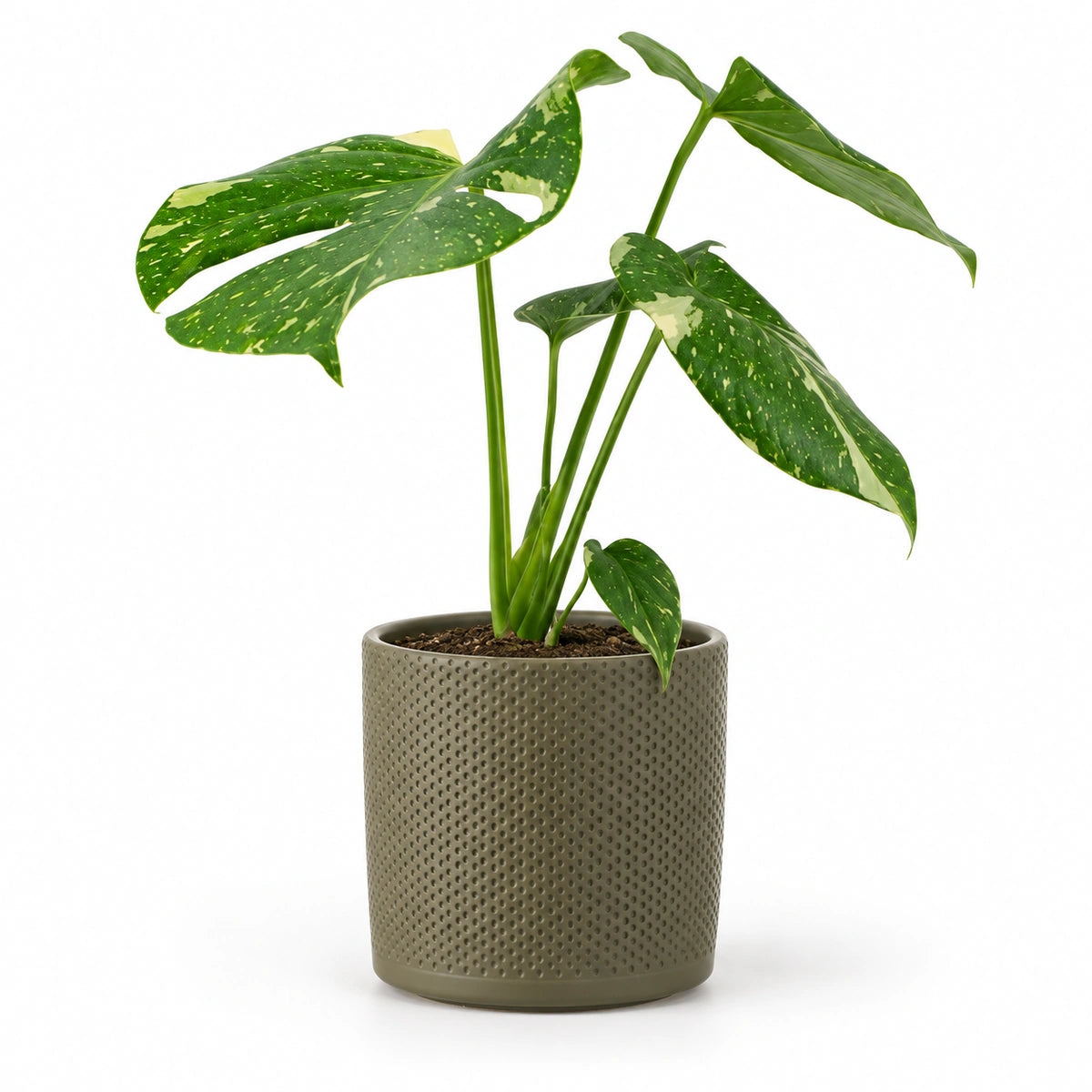 Monstera 'thai constellation' 12cm + Era green relief 14cm (1051633)