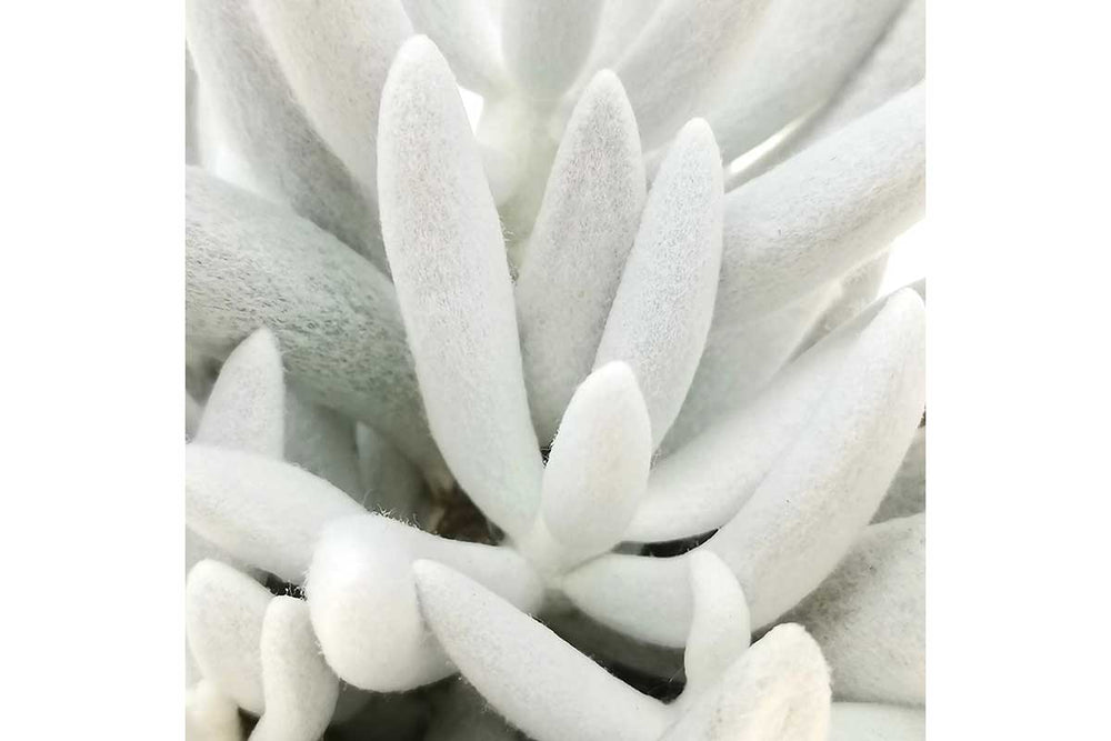 
                  
                    Senecio 'mont blanc'
                  
                