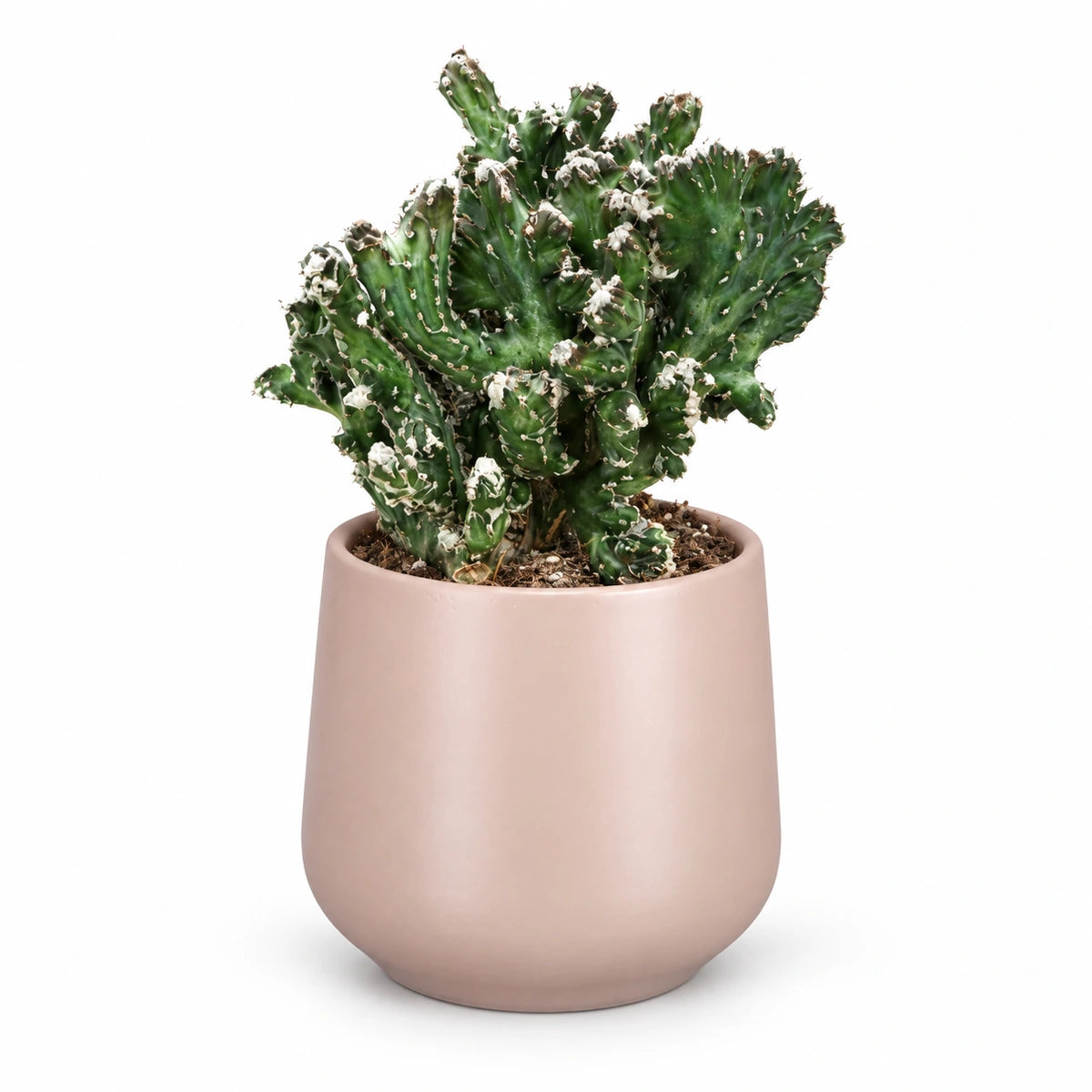 Monvilea speg. 'cristata' 8.5cm + Amber l. pink matt 8.5cm (1094376)